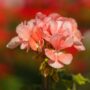 Geranium – Tango Salmon – 4.5″ Pot